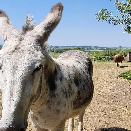 Tatil Evi Confortable A La Ferme Avec Wifi Et Animaux Admis - Fr-1-510-229 *