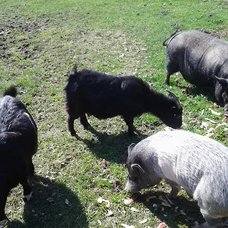 Casa de Férias Confortable A La Ferme Avec Wifi Et Animaux Admis - Fr-1-510-229 Meteren