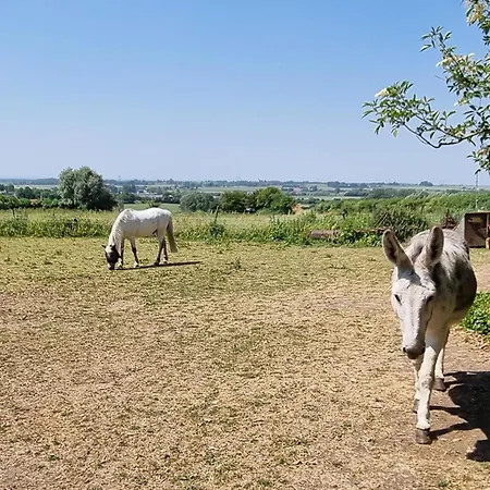 Casa de Férias Confortable A La Ferme Avec Wifi Et Animaux Admis - Fr-1-510-229 Meteren